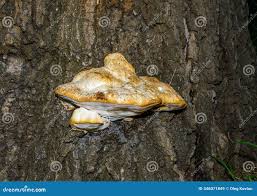 Attēlu rezultāti vaicājumam “Phellinus pomaceus”