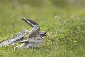 Attēlu rezultāti vaicājumam “Charadrius hiaticula adult”
