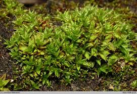 Attēlu rezultāti vaicājumam “Syntrichia papillosa”