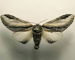 Attēlu rezultāti vaicājumam “Pheosia tremula”