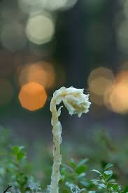 Attēlu rezultāti vaicājumam “Monotropa hypopitys bud”