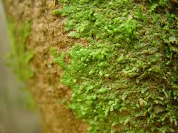 Attēlu rezultāti vaicājumam “Radula complanata sporophyte”