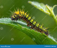 Attēlu rezultāti vaicājumam “Acronicta rumicis imago”