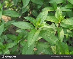 Image result for Menta x piperita
