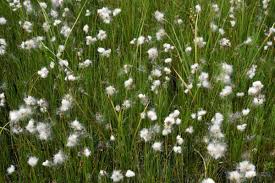 Attēlu rezultāti vaicājumam “Eriophorum gracile fruit”