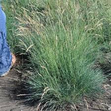 Attēlu rezultāti vaicājumam “Festuca ovina”