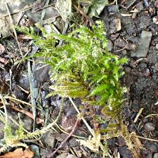 Attēlu rezultāti vaicājumam “Isothecium myosuroides”