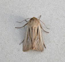 Attēlu rezultāti vaicājumam “Leucania comma”