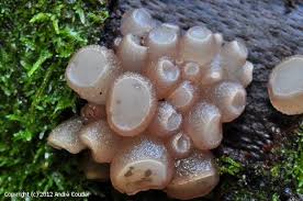 Attēlu rezultāti vaicājumam “Neobulgaria pura”