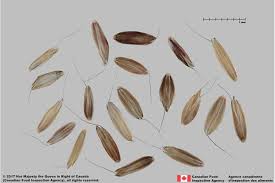 Attēlu rezultāti vaicājumam “Alopecurus pratensis fruit”