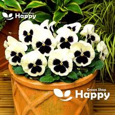 Image result for Viola x wittrockiana `Hiemalis`