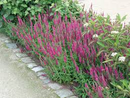 Attēlu rezultāti vaicājumam “Veronica spicata flower”