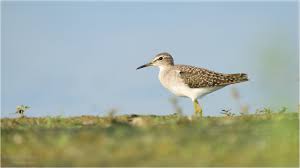 Attēlu rezultāti vaicājumam “Tringa glareola”