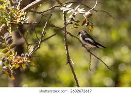 Attēlu rezultāti vaicājumam “Ficedula hypoleuca male”