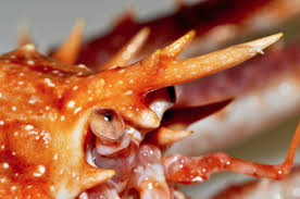 Image result for Lithodes maja