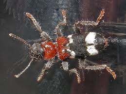 Attēlu rezultāti vaicājumam “Thanasimus formicarius”