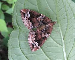 Attēlu rezultāti vaicājumam “Eulithis prunata”