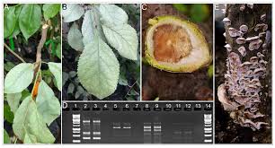 Attēlu rezultāti vaicājumam “Chondrostereum purpureum”