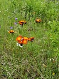 Attēlu rezultāti vaicājumam “Pilosella aurantiaca flower”