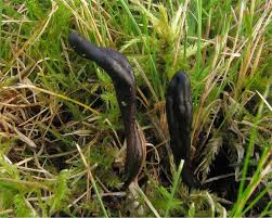 Attēlu rezultāti vaicājumam “Geoglossum sp.”