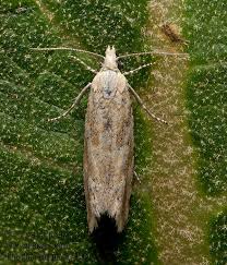 Attēlu rezultāti vaicājumam “Thiodia citrana”