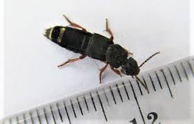 Attēlu rezultāti vaicājumam “Platydracus fulvipes”