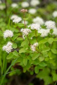 Attēlu rezultāti vaicājumam “Spiraea chamaedryfolia flower”