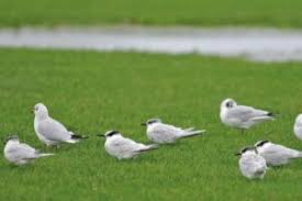 Image result for Sterna acuflavida