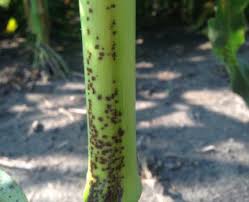 Attēlu rezultāti vaicājumam “Diderma radiatum stalked”