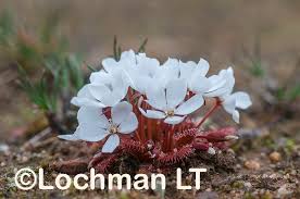 Attēlu rezultāti vaicājumam “Droseraceae”