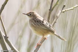 Image result for Cisticola juncidis