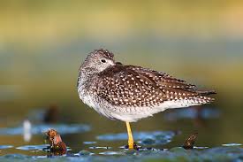 Image result for Tringa melanoleuca