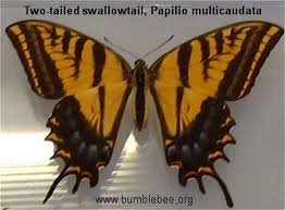 Attēlu rezultāti vaicājumam “Papilionidae”