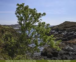 Attēlu rezultāti vaicājumam “Opegrapha atra”