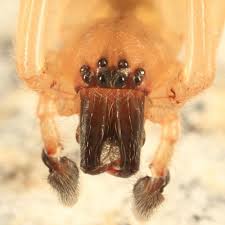 Attēlu rezultāti vaicājumam “Cheiracanthium sp. male”