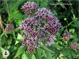 Image result for Eupatorium cannabinum