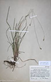 Attēlu rezultāti vaicājumam “Sesleria caerulea fruit”