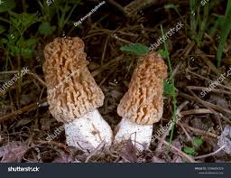 Attēlu rezultāti vaicājumam “Morchella sp.”