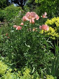 Attēlu rezultāti vaicājumam “Papaver orientale  flower”