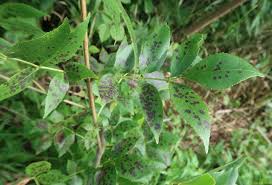 Attēlu rezultāti vaicājumam “Mycosphaerella millegrana”