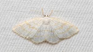 Attēlu rezultāti vaicājumam “Cabera exanthemata male”