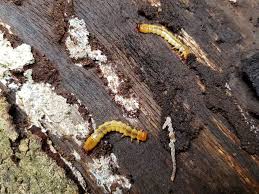 Attēlu rezultāti vaicājumam “Pyrochroidae larva”