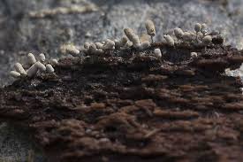 Attēlu rezultāti vaicājumam “Arcyria cinerea macro”