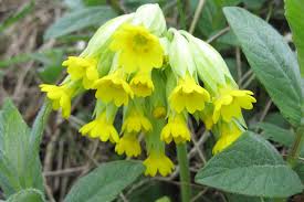 Image result for Himmelschlüssel