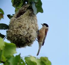 Attēlu rezultāti vaicājumam “Remiz pendulinus adult”