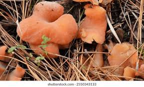 Attēlu rezultāti vaicājumam “Tremiscus helvelloides”