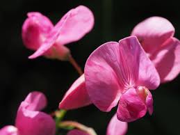 Attēlu rezultāti vaicājumam “Lathyrus sylvestris flower”