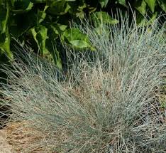 Attēlu rezultāti vaicājumam “Festuca psammophila”