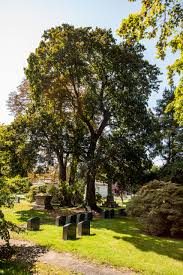 Attēlu rezultāti vaicājumam “Acer platanoides fo. schwedleri”