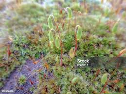 Attēlu rezultāti vaicājumam “Mnium hornum sporophyte”